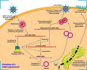 Chikungunya Detection Kit