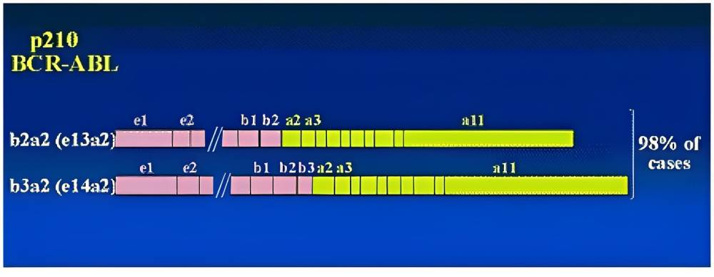 BCR-ABL1 b2a2/b3a2 Differentiation Kit