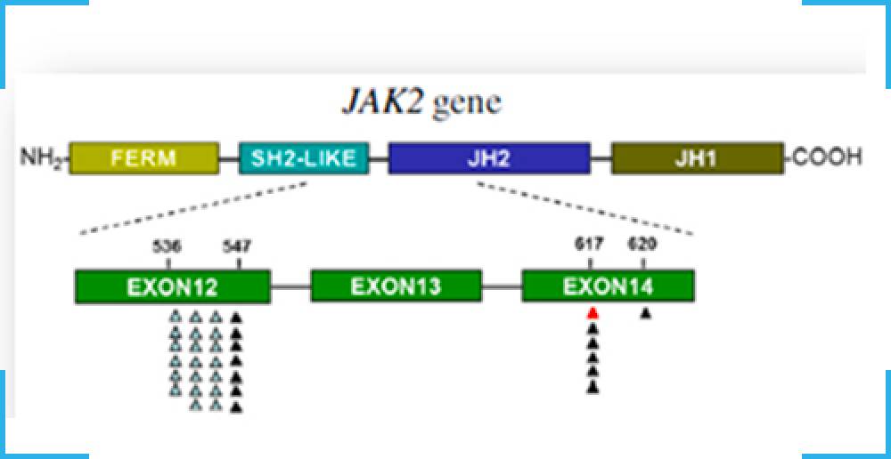 JAK2 Quantitative (Allele Burden)