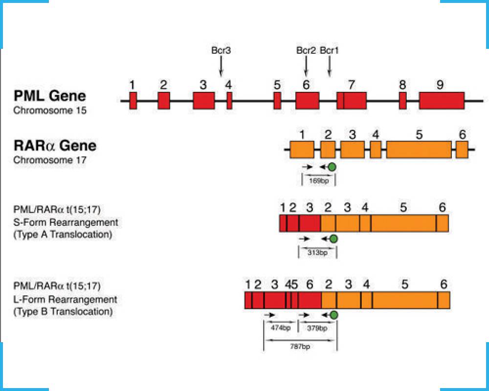 PML-RARA Quantitative