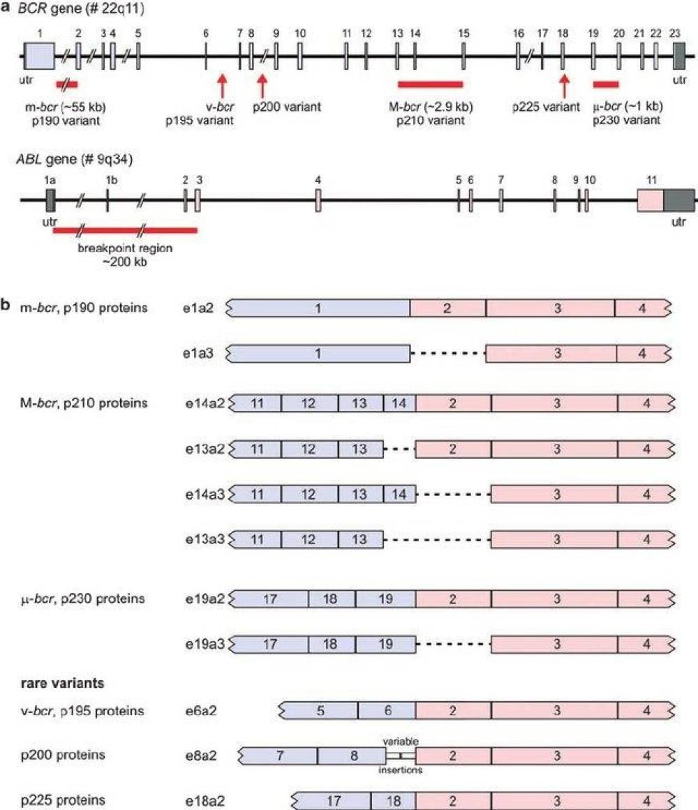 BCR-ABL1 Transcript Screening Kit