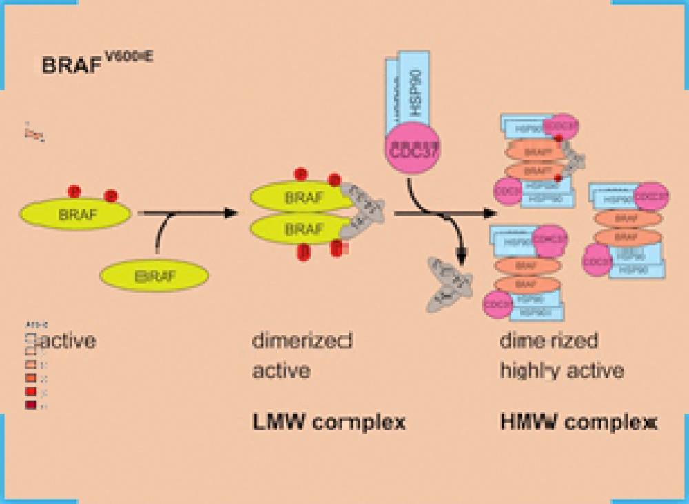 BRAF Mutations Detection