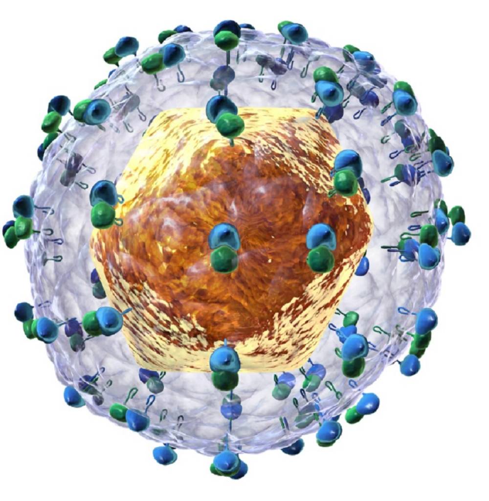 HCV Detection and Genotyping