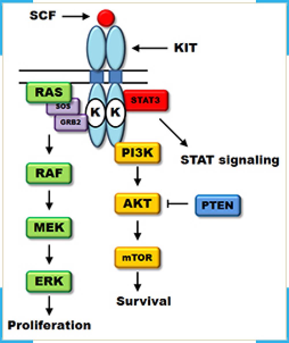 C-KIT Mutation Detection