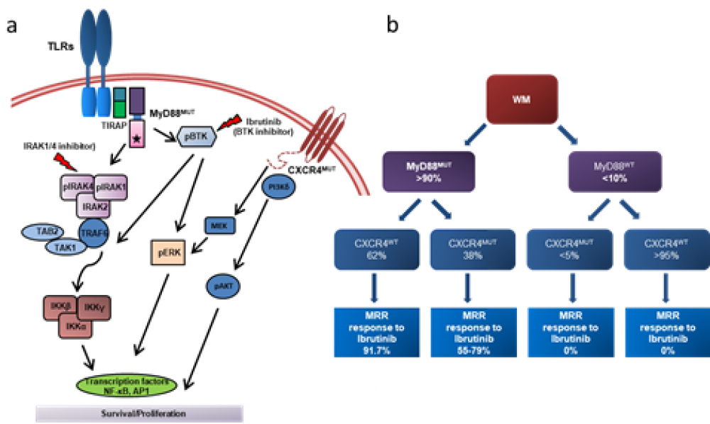 TRUPCR&reg; MYD88 Mutations Detection