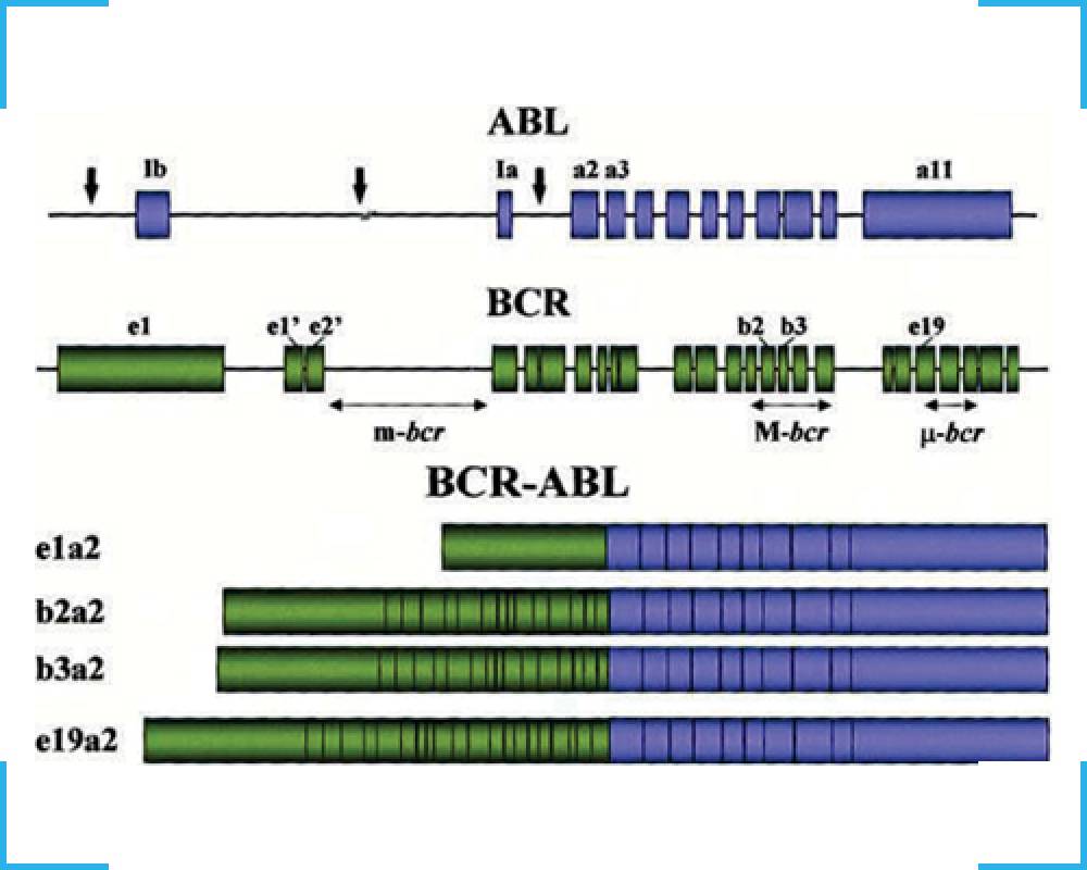 BCR-ABL1 Quantitative